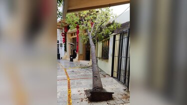 ptosi dentrou milatou