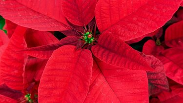 αλεξανδρινό