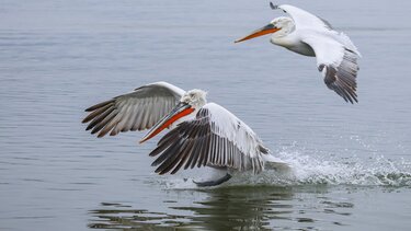 Πρέσπες: Τα πρώτα συμπεράσματα για τον αφανισμό 2300 αργυροεπελεκάνων το 2022