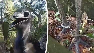 Αστυνομικός συλλαμβάνει πουλί Εμού και του βάζει... χειροπέδες