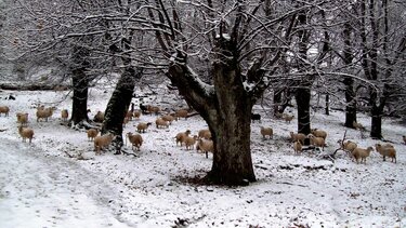 heimonas hioni probata