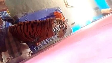 τίγρης-ινδία