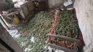 Χασισοφυτεία-Αμάρι