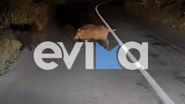 Αγριογούρουνο