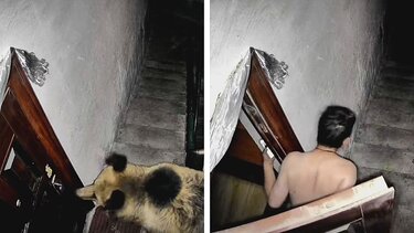 Άνδρας στο Θιβέτ διώχνει αρκούδες ... γαυγίζοντας!