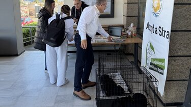 Δράση-αδεσποτα