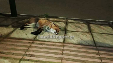 Μεγάλη επιχείρηση για την διάσωση τραυματισμένης αλεπούς