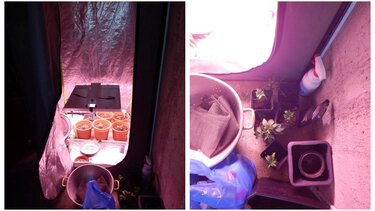 Λασίθι: Καλλιεργούσε κάνναβη, είχε και παραισθησιογόνα μανιτάρια!