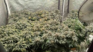 Υδροπονική Καλλιέργεια, Κάνναβη