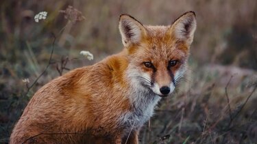 fox