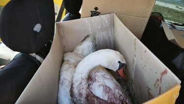 Πυροβόλησαν κύκνο στην Κορωνησία - Διασώθηκε και μεταφέρθηκε για περίθαλψη