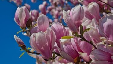 Ανθισμένες μανόλιες