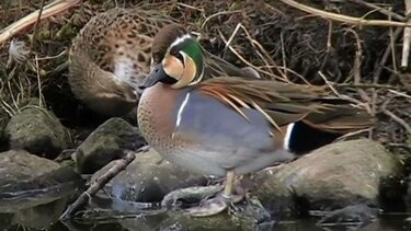 Ελβετία: Υπότροπη αγριόπαπια "συνελήφθη" να πετάει με υπερβολική ταχύτητα	