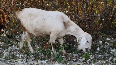 Άφησε ελεύθερες τις κατσίκες της και κατέστρεψαν τα αμπέλια!