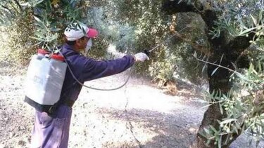 Ρέθυμνο - Δακοκτονία: Τέταρτος δολωματικός ψεκασμός... καιρού επιτρέποντος!