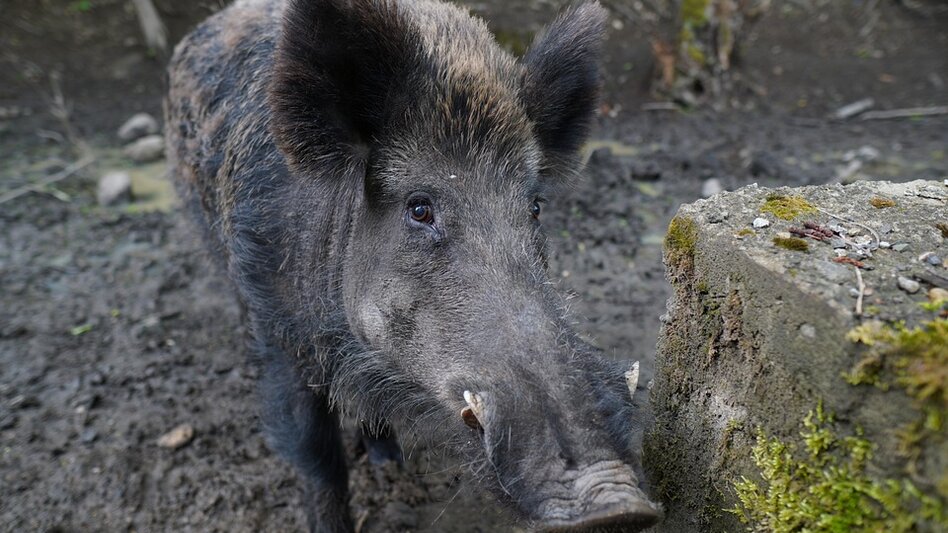 Τροχαίο με αγριογούρουνο στην Εύβοια: Σκοτώθηκε το ζώο, υλικές ζημιές στο αυτοκίνητο