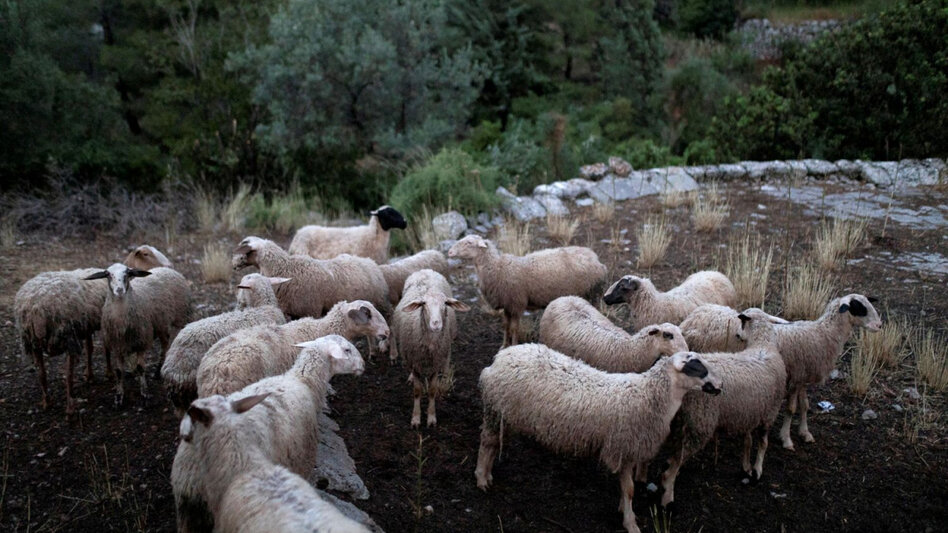 Είδαν χρήματα στους λογαριασμούς τους οι κτηνοτρόφοι της Κρήτης - Έγινε η πληρωμή μετά την κατανομή βοσκοτόπων