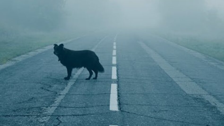 Βόλος: Επίθεση από αδέσποτα σε 7χρονο αγόρι