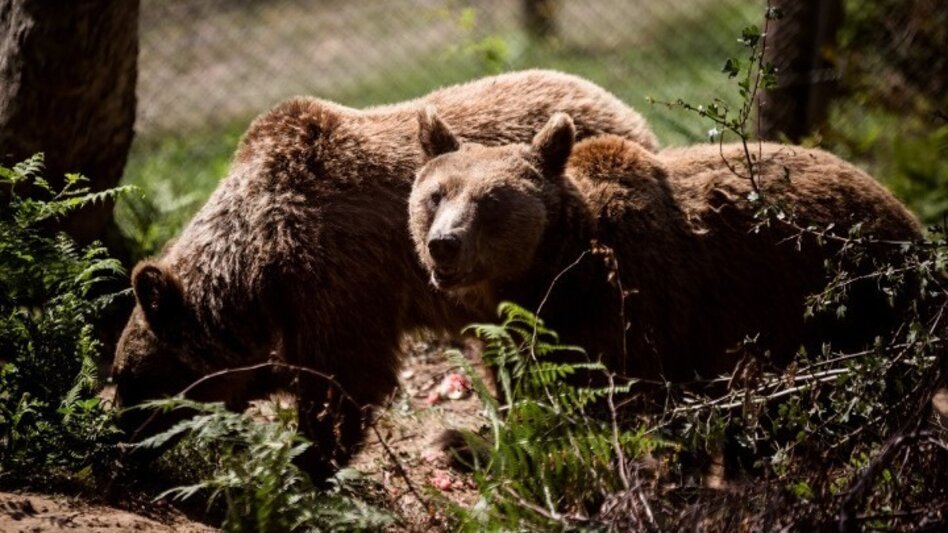 Καλαμπάκα: Αρκούδα του επιτέθηκε όταν πλησίασε τα μικρά της - Πώς της ξέφυγε