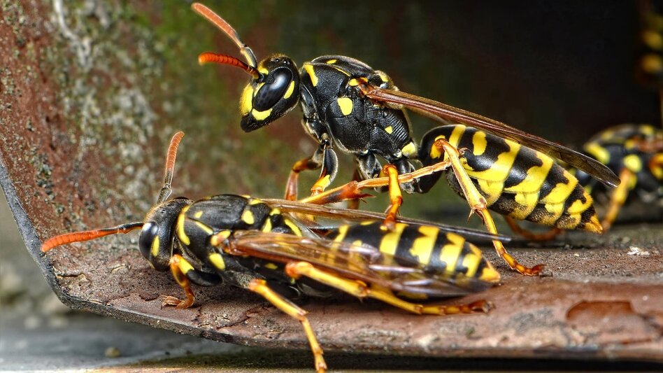Ραδιενεργές φωλιές από σφήκες προκαλούν αναστάτωση σε πυρηνική εγκατάσταση στις ΗΠΑ