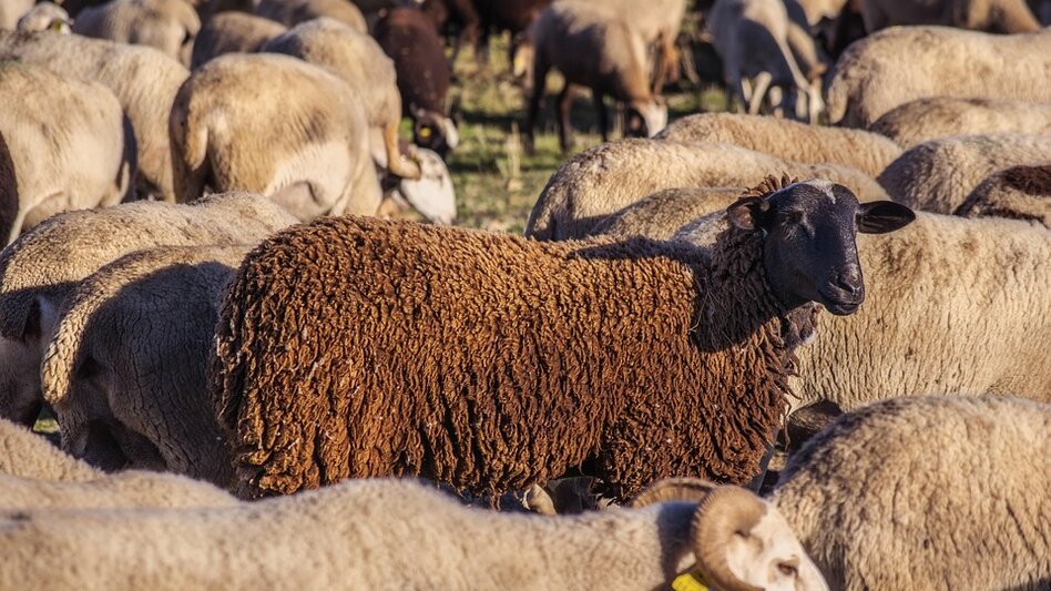 Στον Πρωθυπουργό αύριο οι Κρητικοί κτηνοτρόφοι για την ευλογιά των αιγοπροβάτων 