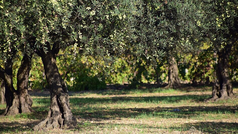 Κρήτη: Απειλή για την ελαιοπαραγωγή η ανομβρία και η... αδιαφορία!