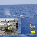 Αγαθοί γίγαντες που χρήζουν προστασίας: το ΙΤΕ υψώνει ασπίδα για τους φυσητήρες!