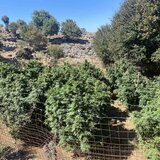 Μεγάλη αστυνομική επιχείρηση με 1152 δενδρύλλια έως ... 2,5 μέτρα στη Ρογδιά