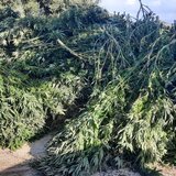 Η χασισοφυτεία-μαμούθ στη Μονή Σαββαθιανών και οι προσαγωγές 