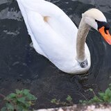 H ιστορία αγάπης με το τραγικό τέλος πίσω από τον θλιμμένο κρητικό «μετανάστη» της λίμνης