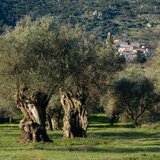 Κρήτη: Βάζουν νυχτοφύλακες για να προσέχουν τους ελαιώνες από τους κλέφτες!