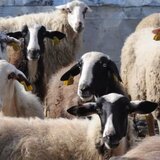 Σε επιφυλακή για την ευλογιά προβάτων και τη γρίπη των πτηνών η χώρα