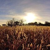 Politico: «Αγρότες» υπεξαίρεσαν εκατομμύρια ευρώ - Οι περισσότερες απάτες στην Κρήτη