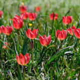 Ανακαλύψτε την κόκκινη τουλίπα της Κρήτης!