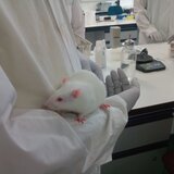 Πειραματόζωα: Απαραίτητα για την επιστήμη, μονόδρομος η ευζωία τους!