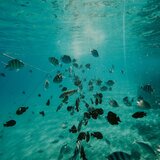 Ιογενής εγκεφαλοπάθεια: Γιατί πεθαίνουν τα ψάρια - Τι λέει ο Δρ. Παντελής Καθάριος