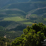 Στο Ηράκλειο παρουσιάζονται τα αποτελέσματα της έρευνας για την καινοτόμο φυτοπροστασία