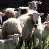 Υπέδειξε ποιοι του πούλησαν τα …κλεμμένα αρνιά και βρέθηκαν με χειροπέδες δύο Κρητικοί