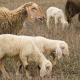 Ευλογιά προβάτων: Απαγόρευση μετακίνησης αιγοπροβάτων προς σφαγή στην ΠΕ Ηρακλείου