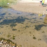 Ο Καρτερός έπαθε… Αποσελέμη: Εντοπίστηκαν νεκρά ψάρια στον ποταμό! Βίντεο και φωτογραφίες!