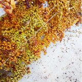 Οι καύσωνες κατέστρεψαν τα αμπέλια - Χωρίς κρασί φέτος τα οινοποιεία της Κρήτης