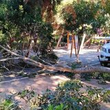 Δέντρα πέφτουν... μόνα τους στο Ηράκλειο - Η λίστα