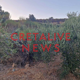 Τρομάζει η τελική εικόνα της ζημιάς στις ελιές από την ξηρασία!