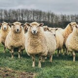 Επιδοτήσεις: Η απάτη των 2,9 εκ. ευρώ και οι Κρητικοί κτηνοτρόφοι στο "μικροσκόπιο" της Ευρωπαϊκής Εισαγγελίας