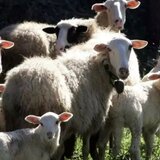 Ευλογιά προβάτων στο Ηράκλειο: Θετικό το δείγμα - Οργισμένη ανακοίνωση κτηνοτρόφων!