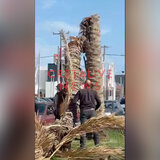 "Έκοψε" στα δύο φοίνικας σε κεντρικό δρόμο του Ηρακλείου!