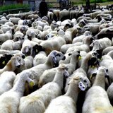 Συναγερμός για νέο ύποπτο κρούσμα ευλογιάς των αιγοπροβάτων στην Κρήτη