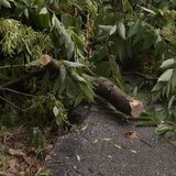 Μαργαρίτες: Πώς συνέβη η τραγωδία με τον άτυχο άνδρα που σκοτώθηκε ενώ κλάδευε