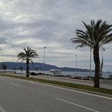 «Έχουν νεκρωθεί οι φοίνικες στην παραλιακή»: «Ακατάλληλο» είδος για το Ηράκλειο 