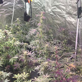 Κρήτη: υδροπονική και τρία κιλά χασίς …έβαλαν χειροπέδες σε δύο νεαρά αδέρφια 